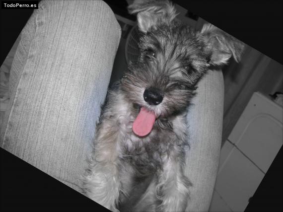 La foto del perro