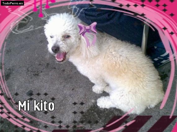 La foto del perro