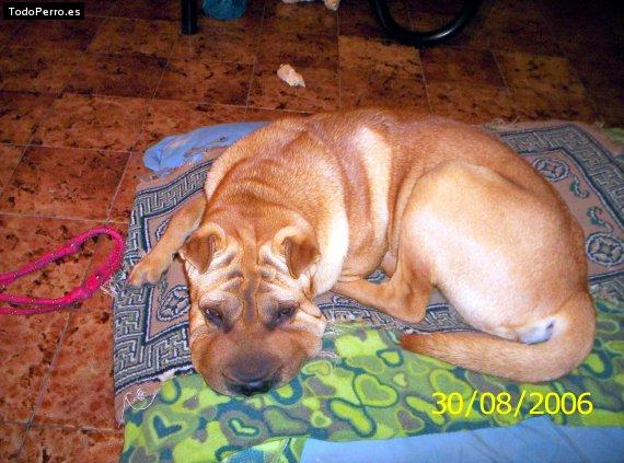 La foto del perro