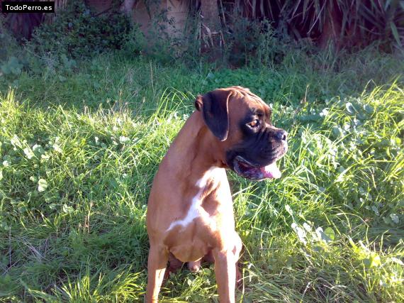 La foto del perro