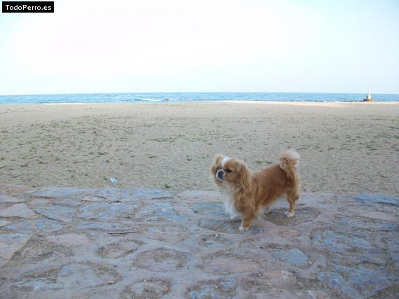 La foto del perro