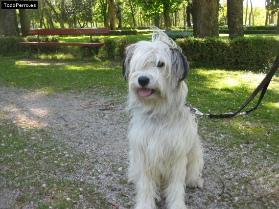 La foto del perro