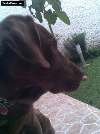 La foto del perro