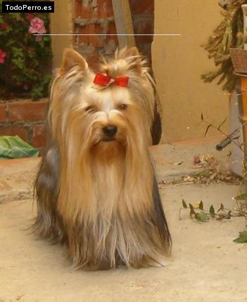 La foto del perro