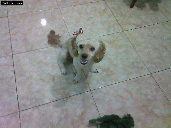 La foto del perro