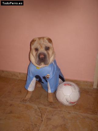 La foto del perro