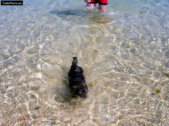 La foto del perro