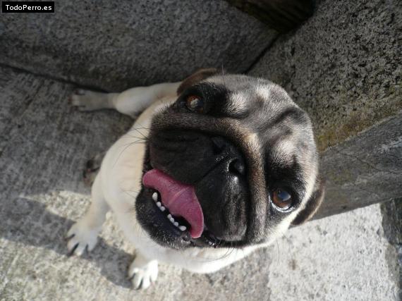 La foto del perro