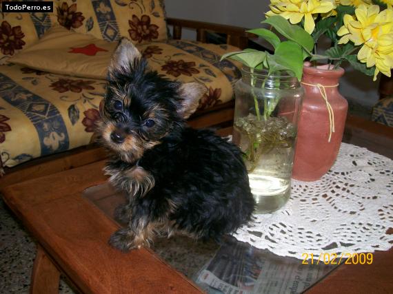 La foto del perro