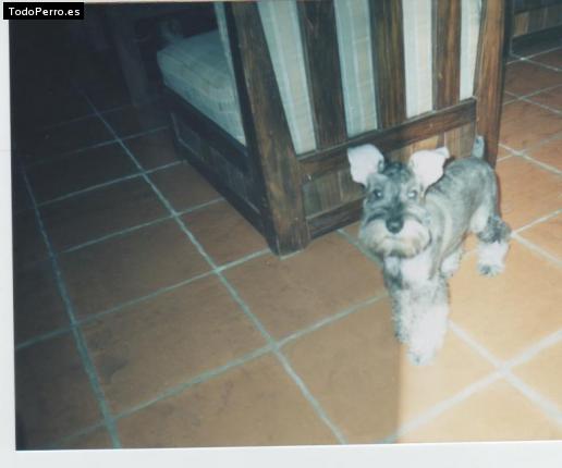 La foto del perro