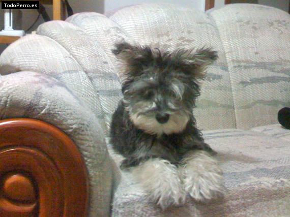 La foto del perro