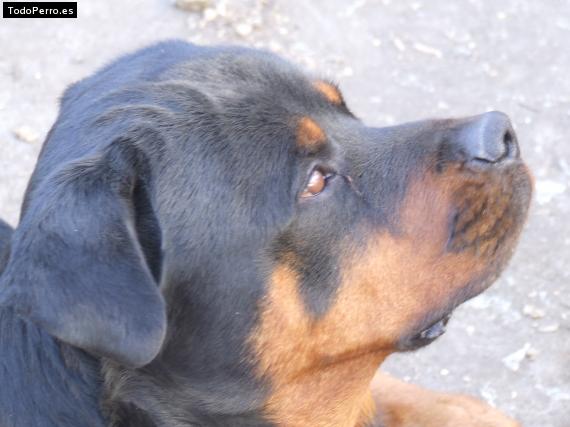 La foto del perro