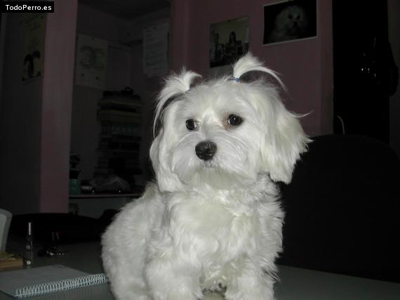 La foto del perro