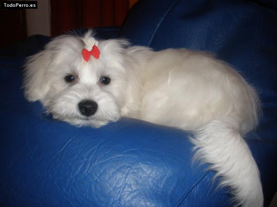 La foto del perro