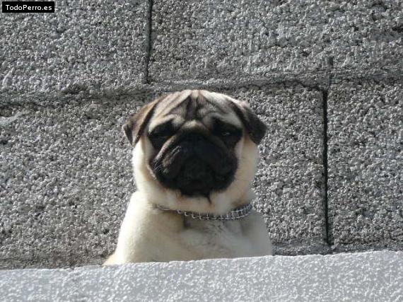 La foto del perro