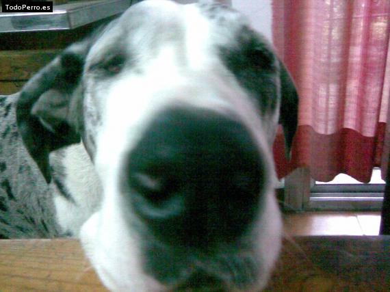 La foto del perro