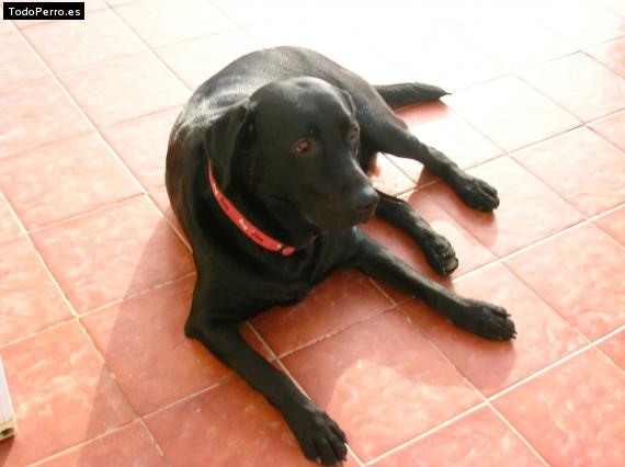 La foto del perro
