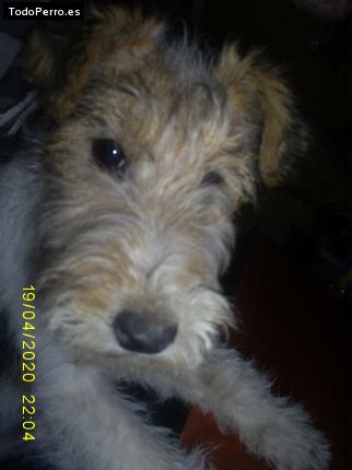 La foto del perro