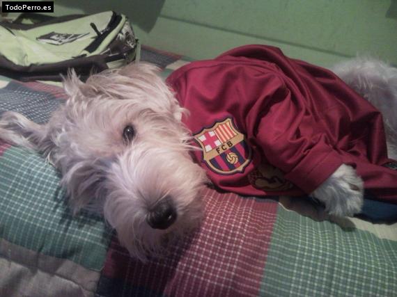 La foto del perro