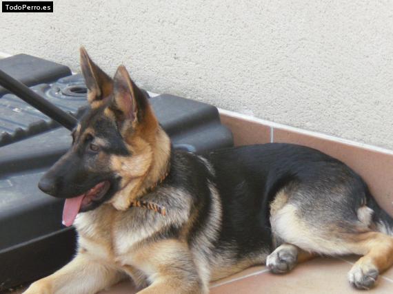 La foto del perro