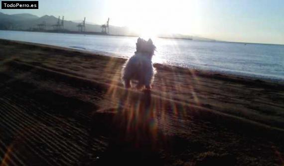 La foto del perro