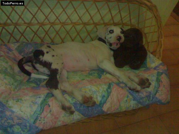 Foto del perro Tristan