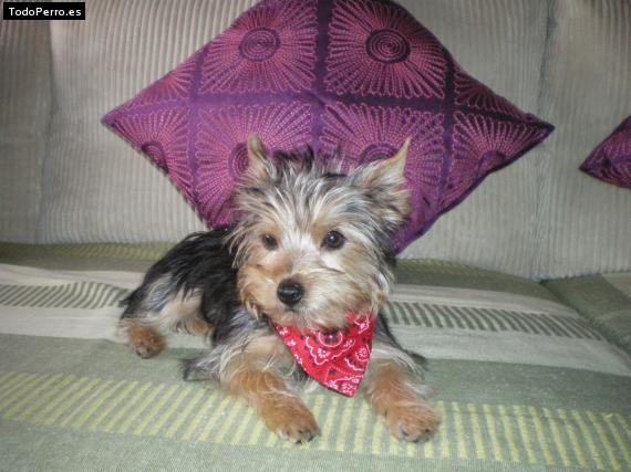 La foto del perro