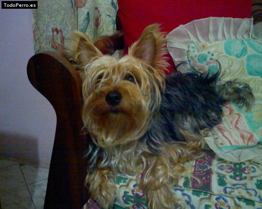 La foto del perro