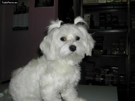 La foto del perro
