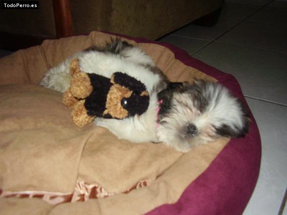 La foto del perro