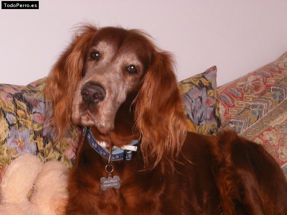 La foto del perro
