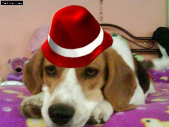 La foto del perro