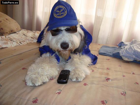 La foto del perro