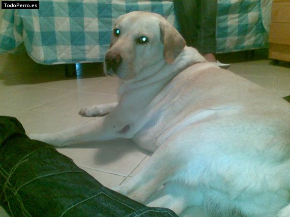 La foto del perro