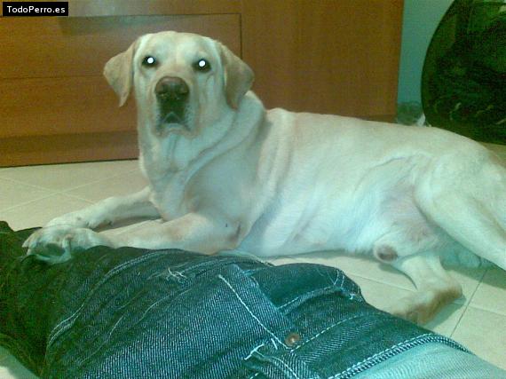 La foto del perro