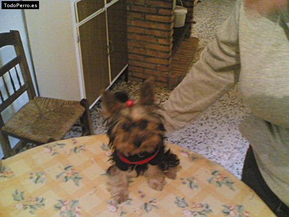 La foto del perro