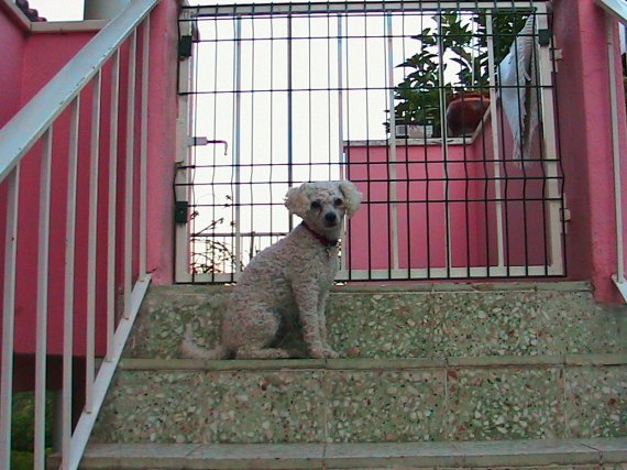 La foto del perro