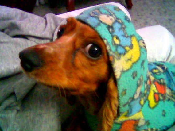 La foto del perro