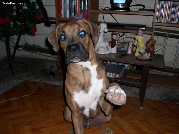 La foto del perro