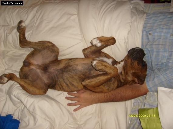 La foto del perro