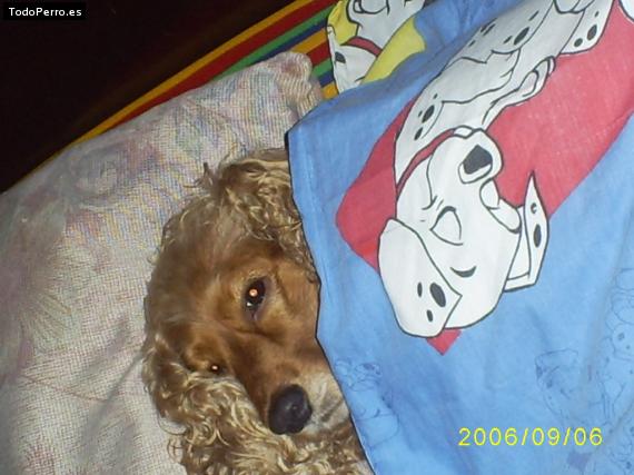 La foto del perro