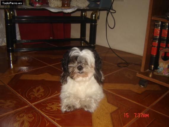 La foto del perro