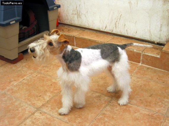 La foto del perro
