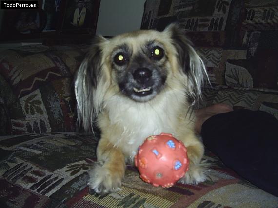 La foto del perro