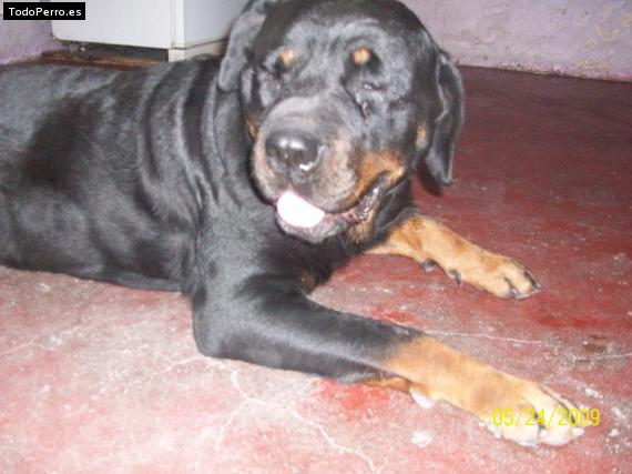 La foto del perro