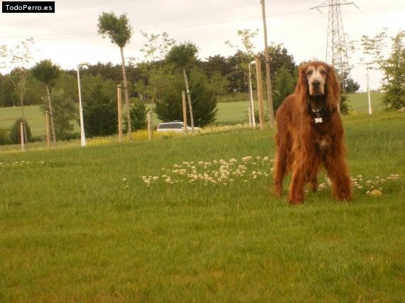 La foto del perro