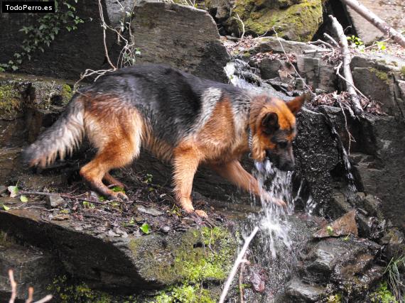 La foto del perro