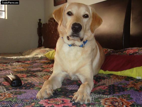 La foto del perro