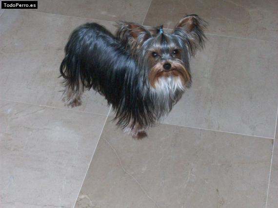 La foto del perro