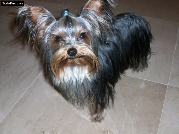 La foto del perro